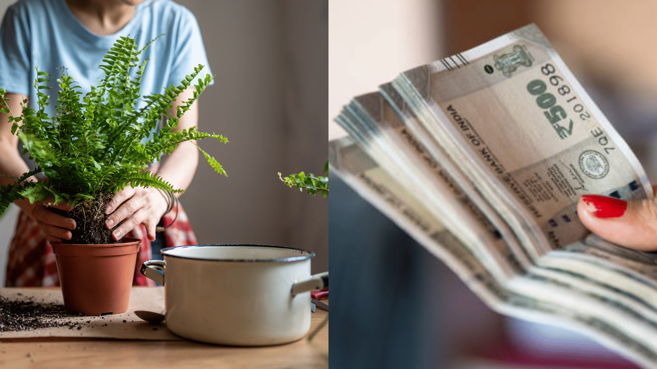 Indoor Plants Business: ചെടി വളർത്തി പണമുണ്ടാക്കാം; 50,000 രൂപ മുതൽ ഒരു ലക്ഷം രൂപ വരെ ഉറപ്പ്
