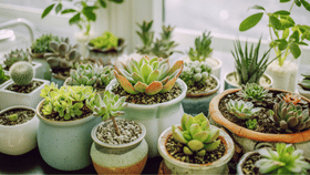 ഭംഗി മാത്രമല്ല, ഇൻഡോർ പ്ലാന്റ്സ് ആരോഗ്യത്തിനും ഗുണകരം