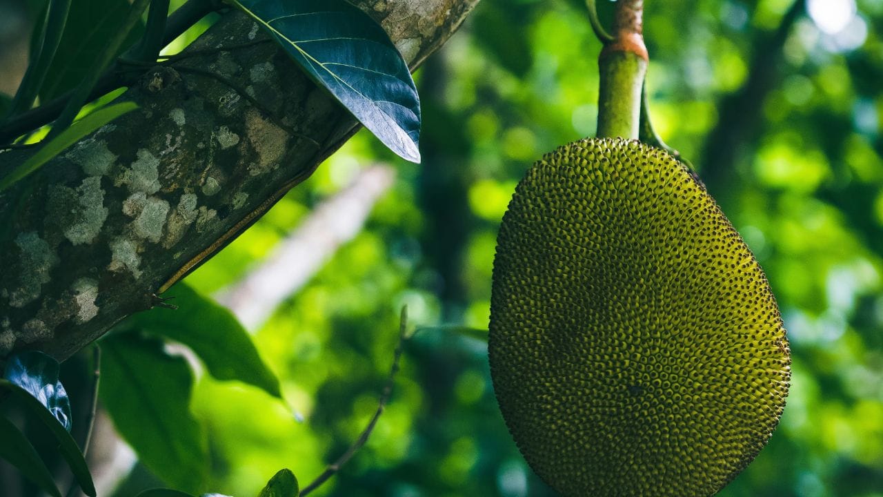 ചക്ക മുറിക്കാൻ ഇഷ്ടമാണെങ്കിലും അതിലെ കറ (അരക്ക്) കയ്യിലും കത്തിയിലും പറ്റിപ്പിടിക്കുന്നത് പലരെയും ഇതിൽ നിന്ന് പിന്തിരിപ്പിക്കാറുണ്ട്. എന്നാൽ ചില ലളിതമായ വിദ്യകൾ ഉപയോഗിച്ചാൽ ഈ പ്രശ്നം പാടേ ഒഴിവാക്കാം.