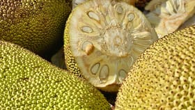 ചക്ക മുറിക്കുമ്പോൾ കറ കയ്യിലാകുന്നതാണോ പ്രശ്നം