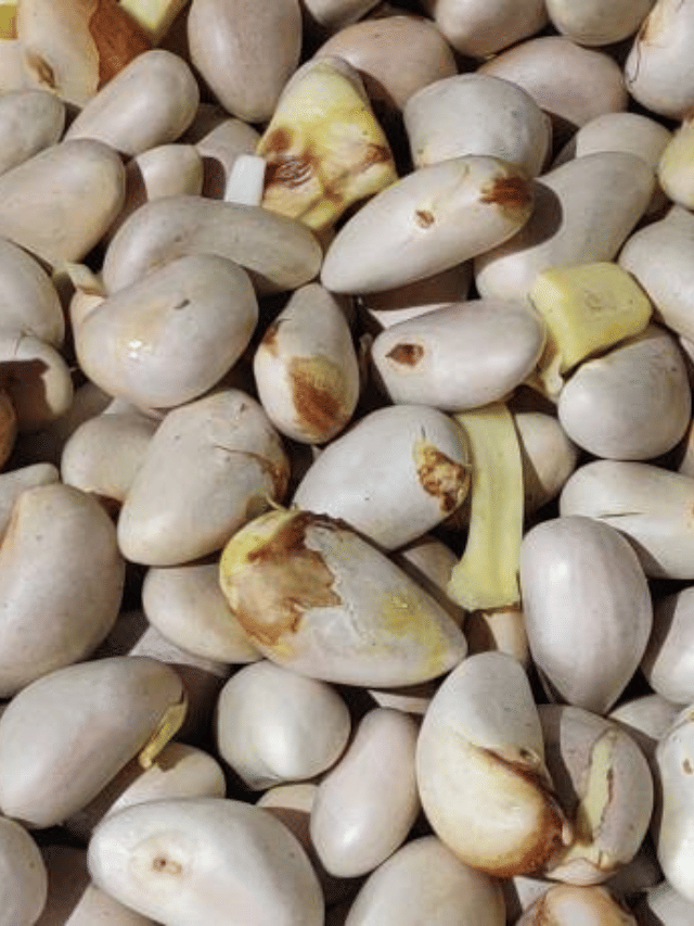 ചക്കക്കുരു ഉണ്ടോ? അടിപൊളി ഷേക്ക് ഉണ്ടാക്കാം