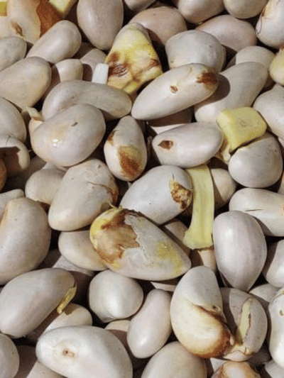 ചക്കക്കുരു ഉണ്ടോ? അടിപൊളി ഷേക്ക് ഉണ്ടാക്കാം