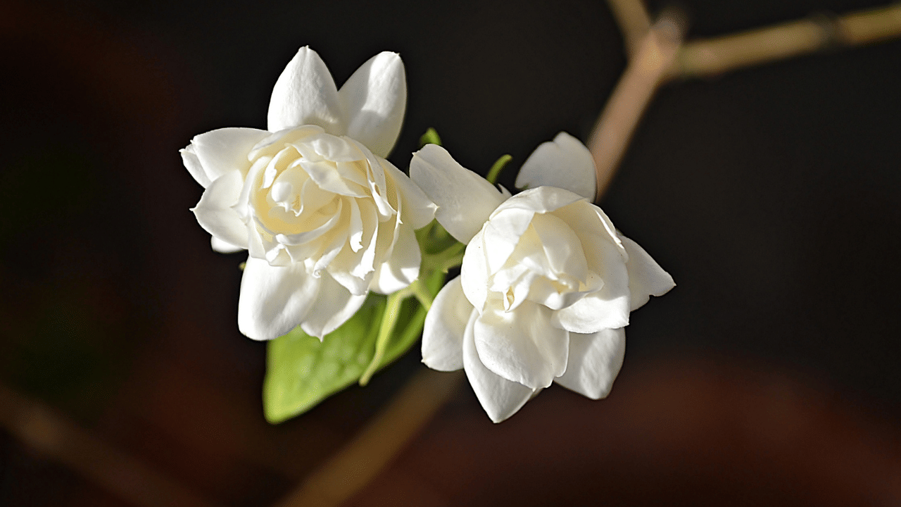 തമിഴ്‌നാട്ടിൽ അനുഭവപ്പെടുന്ന കടുത്ത തണുപ്പ് കാരണം മുല്ലപ്പൂ ഉൽപ്പാദനത്തിൽ 40 മുതൽ 50 ശതമാനം വരെ കുറവുണ്ടായി. ഇത് കേരളത്തിലേക്കുള്ള പൂക്കളുടെ വരവിനെയും ബാധിച്ചു. തമിഴ്‌നാട്ടിലെ പ്രധാന മാർക്കറ്റുകളിൽ മുല്ലപ്പൂ വില കിലോയ്ക്ക് 10,000 രൂപ മുതൽ 12,000 രൂപ വരെ എത്തിയിട്ടുണ്ട്.
