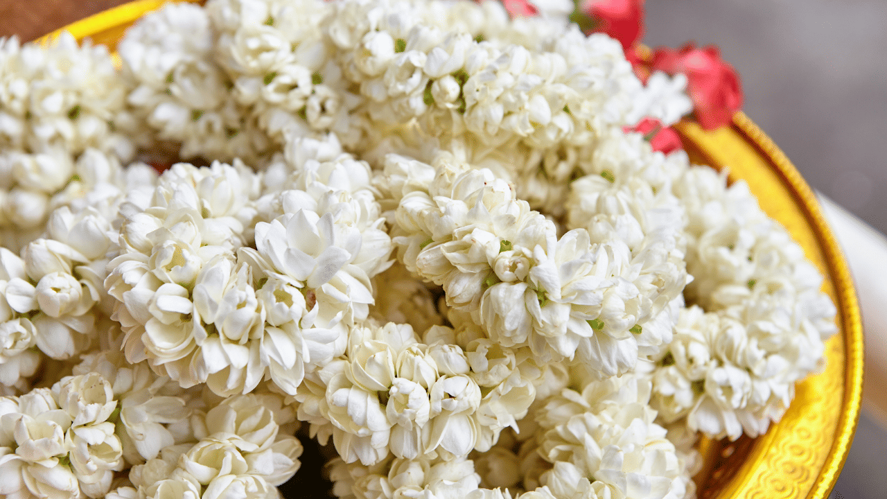 മൊത്തവ്യാപാര വിപണിയിൽ ഒരു മുഴം മുല്ലപ്പൂവിന് 130 മുതൽ 160 രൂപ വരെയാണ് വില. എന്നാൽ ചില്ലറ വിപണിയിൽ എത്തുമ്പോൾ ഇത് 190 മുതൽ 210 രൂപ വരെയായി ഉയരുന്നു. വിവാഹ സീസണും ഉത്സവങ്ങളും പൊങ്കൽ ആഘോഷങ്ങളും വന്നതോടെ പൂക്കൾക്ക് ആവശ്യക്കാർ കൂടുകയായിരുന്നു.
