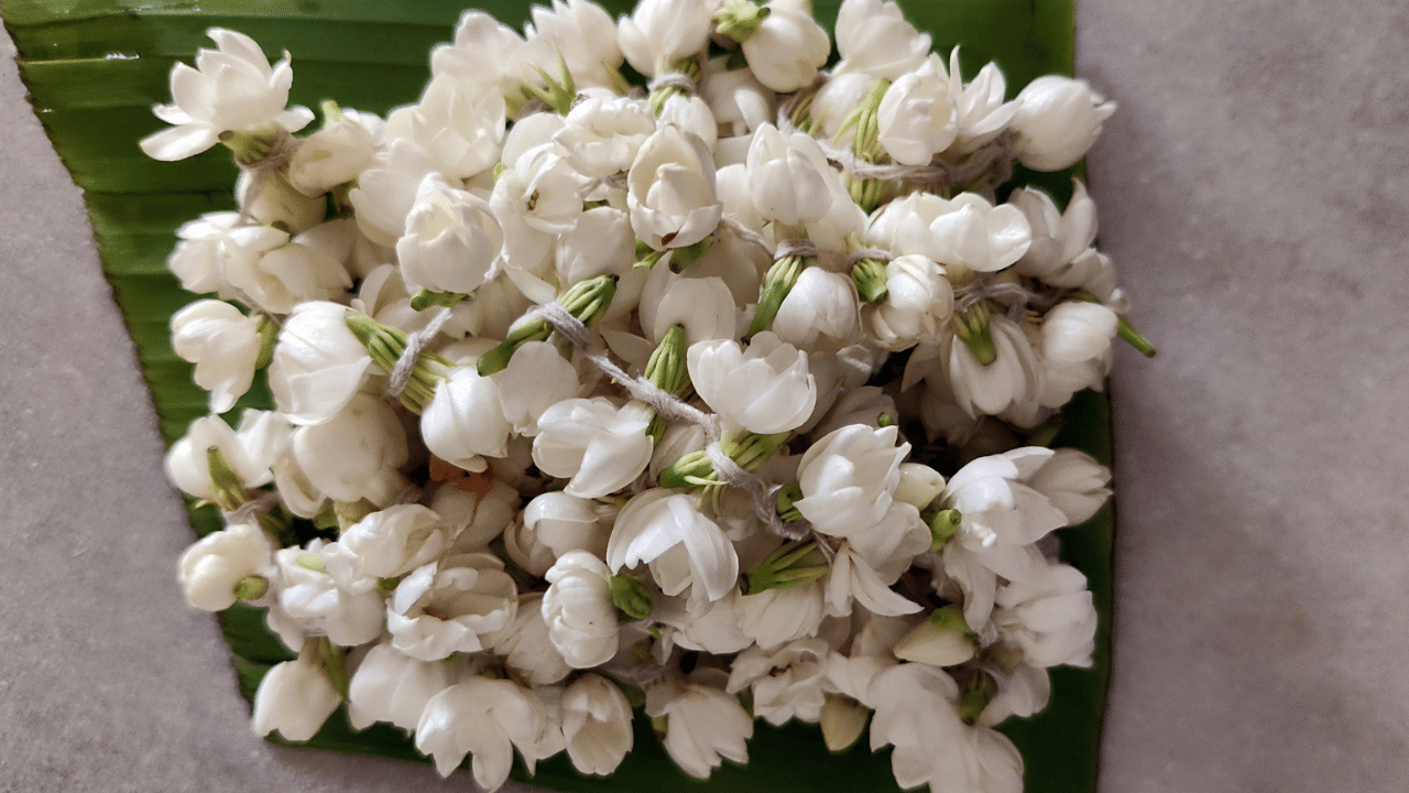 സീസൺ തുടങ്ങിയതും തമിഴ്‌നാട്ടിൽ നിന്നുള്ള വരവ് കുറഞ്ഞതുമാണ് വില കൂടാൻ കാരണമായത്. നിലവിൽ മുല്ലപ്പൂ വില കിലോയ്ക്ക് 7,000 രൂപ മുതൽ 8,000 രൂപ വരെയായി ഉയർന്നു. കഴിഞ്ഞ ആഴ്ചകളിൽ 2,000 രൂപയുണ്ടായിരുന്ന സ്ഥാനത്താണ് ഈ വൻ വർധനവ്.
