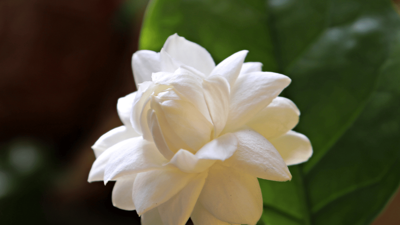 സ്വർണത്തിന്റെയും പച്ചക്കറികളുടെയും വില വർദ്ധിച്ചതോടെ വിവാഹത്തിന് തയ്യാറെടുക്കുന്നവർക്കാണ് തിരിച്ചടിയായത്. അവരുടെ ആശങ്ക കൂട്ടി മുല്ലപ്പൂവിന്റെ വിലയും കൂടുകയാണ്. റെക്കോർഡ് വർദ്ധനവാണ് കേരളത്തിൽ മുല്ലപ്പൂവിന് ഉള്ളത്. 
