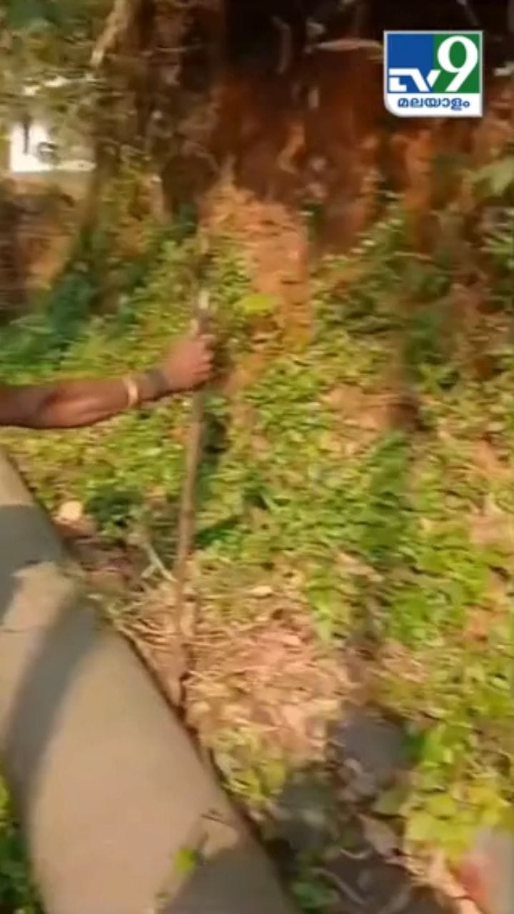 പെട്ടെന്നൊരു ചീറ്റൽ, ഭയന്ന് പോയി! എന്നാലും അവസാനം രാജവെമ്പാലയെ പിടികൂടി