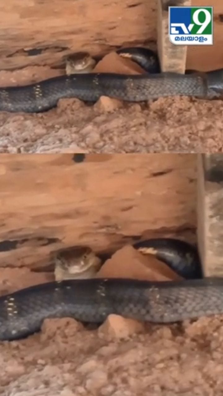 മച്ചിനുള്ളിൽ ഒളിച്ചിരുന്ന രാജവെമ്പാല, അവസാനം സംഭവിച്ചത്