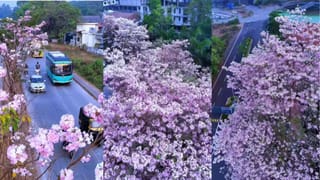 Sabarimala Gold Theft Case: ശബരിമല സ്വർണ്ണം മോഷണം; എൻ വാസുവിന് ജാമ്യം