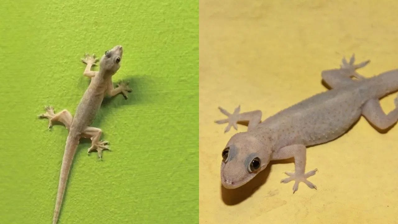 രണ്ടു പല്ലികളെ ഒരുമിച്ച് കാണുന്നത് സാധാരണമാണ്. എന്നാൽ ശകുനങ്ങൾ പ്രകാരം രണ്ട് പല്ലികളെ ഒന്നിച്ച് കാണുന്നത് നല്ലതല്ല. ഇത് ആരോഗ്യ സംബന്ധമായ പ്രശ്നങ്ങളോ വീടിനുള്ളിലുള്ള കലഹങ്ങളെയാണ് സൂചിപ്പിക്കുന്നത്. അങ്ങനെ കാണുന്ന സാഹചര്യങ്ങളിൽ കുടുംബത്തിലെ വ്യക്തികൾ അവരുടെ ആരോഗ്യത്തിൽ കൂടുതൽ ജാഗ്രത പാലിക്കണം.. എന്നാൽ പൂജാമുറിയിലോ ക്ഷേത്രത്തിലോ ആണ് പല്ലു പ്രത്യക്ഷപ്പെടുന്നത് എങ്കിൽ അവ ശുഭ സൂചനയായി കരുതുന്നു. (PHOTO: TV9) 