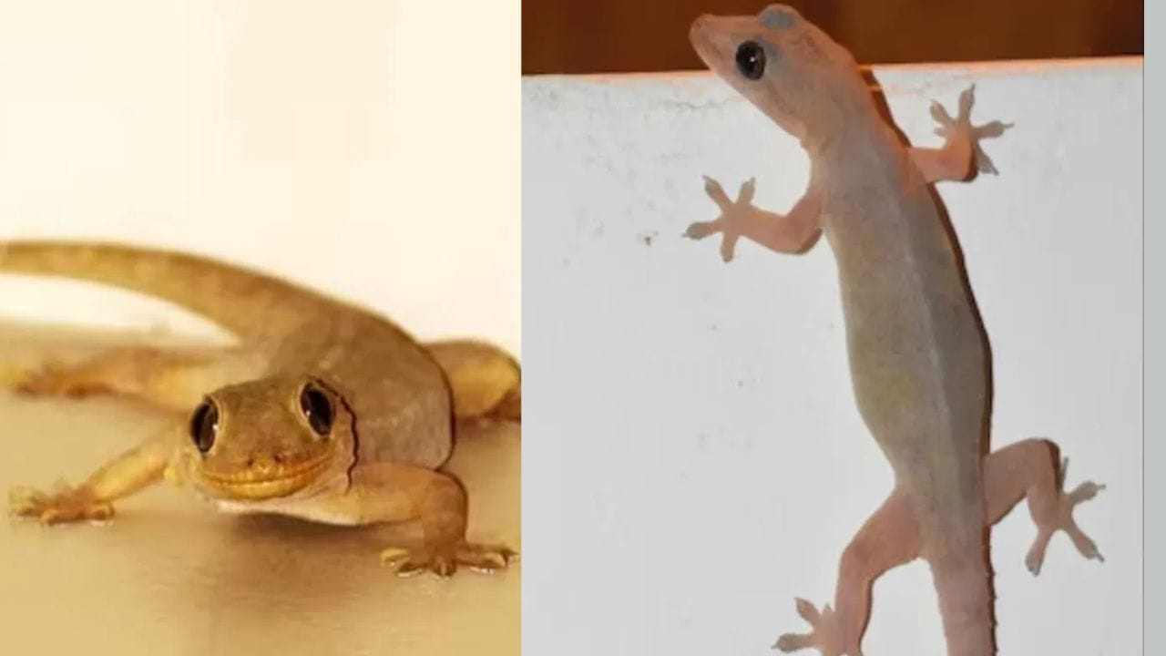 പ്രത്യേകിച്ച് വെള്ളിയാഴ്ചകളിൽ വീട്ടിൽ പല്ലി പ്രത്യക്ഷപ്പെടുന്നത് ലക്ഷ്മി ദേവിയുടെ കൃപയുടെ പ്രതീകമാണ് എന്നാണ് വിശ്വാസം. ഇത് സാമ്പത്തിക ഭദ്രത കുടുംബത്തിലെ ഐശ്വര്യം എന്നിവയെ സൂചിപ്പിക്കുന്നുവെന്നും പറയപ്പെടുന്നു. കൂടാതെ പല്ലികൾ ആവർത്തിച്ച് നിങ്ങളുടെ വീടിന്റെ നിലത്ത് വീഴുകയും നിലത്തൂടെ ഇളയുകയും ചെയ്യുകയാണെങ്കിൽ അത് മോശം ശകുനമാണ്. ഇത് വീട്ടിൽ വരാനിരിക്കുന്നുണ്ടെങ്കിലേയും ദുരിതത്തിന്റെയും ദുരന്തത്തിന്റെയും സൂചനയായി കണക്കാക്കപ്പെടുന്നു. (PHOTO: TV9) 
