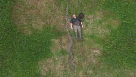 ചരിത്രത്തിലെ ഏറ്റവും നീളമേറിയ പാമ്പിനെ കാണണോ?