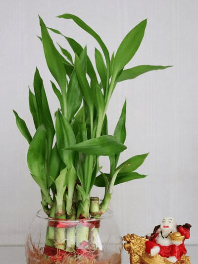 ലക്കി ബാംബൂ വളർത്തുന്നുണ്ടോ? ഈ അബദ്ധങ്ങൾ ചെയ്യല്ലേ…