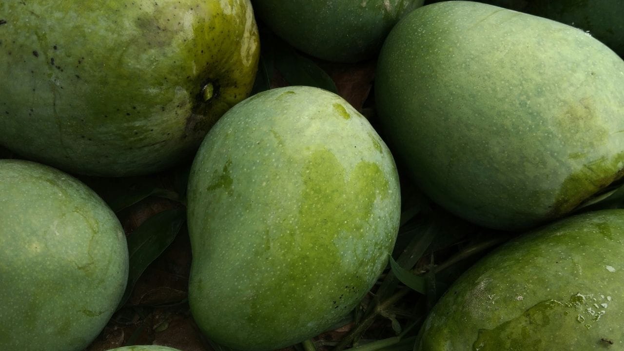 കേരളത്തിൽ 'വിഷമാങ്ങ' എന്നൊരു പ്രത്യേക ഇനമില്ല. എന്നാൽ മാങ്ങയാണെന്ന് തെറ്റിദ്ധരിച്ച് ഒതളങ്ങ കഴിക്കുന്നത് വലിയ ദുരന്തത്തിന് കാരണമാകും. അതിനാൽ, കൃത്യമായി തിരിച്ചറിയാൻ കഴിയാത്ത കാട്ടുപഴങ്ങൾ ഭക്ഷിക്കാതിരിക്കുക എന്നതാണ് ഏറ്റവും വലിയ മുൻകരുതൽ.