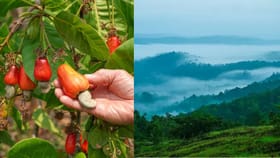 കൊല്ലമല്ലേ കശുമാവിൻ്റെ നാട്? അല്ല...; വടക്കുണ്ടൊരു വിസ്മയം