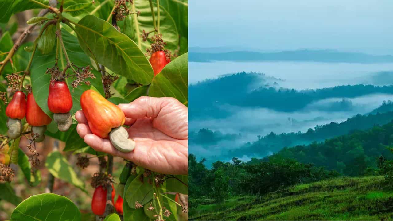 Manjeswaram : കൊല്ലമല്ലേ കശുമാവിൻ്റെ നാട്? അല്ല...; ദാ ഇങ്ങ് വടക്കുണ്ടൊരു വിസ്മയം Manjeswaram : കൊല്ലമല്ലേ കശുമാവിൻ്റെ നാട്? അല്ല...; ദാ ഇങ്ങ് വടക്കുണ്ടൊരു വിസ്മയം