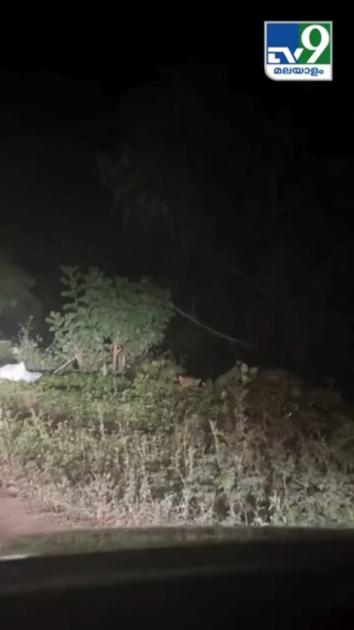 വയനാട് മേപ്പാടി കാപ്പംകൊല്ലിയിൽ കണ്ട പുലി