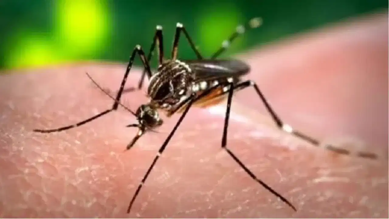 Kerala dengue and zika: ഡെങ്കിപ്പനിയും സികയും പിടിമുറുക്കുന്നത് കേരളത്തേയോ? ഈ കണക്കുകളൊന്നു നോക്കൂ
