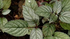 മില്ലിഗ്രാമിന് 6000 രൂപ, ഇത് വെറുമൊരു കാട്ടുചെടിയല്ല