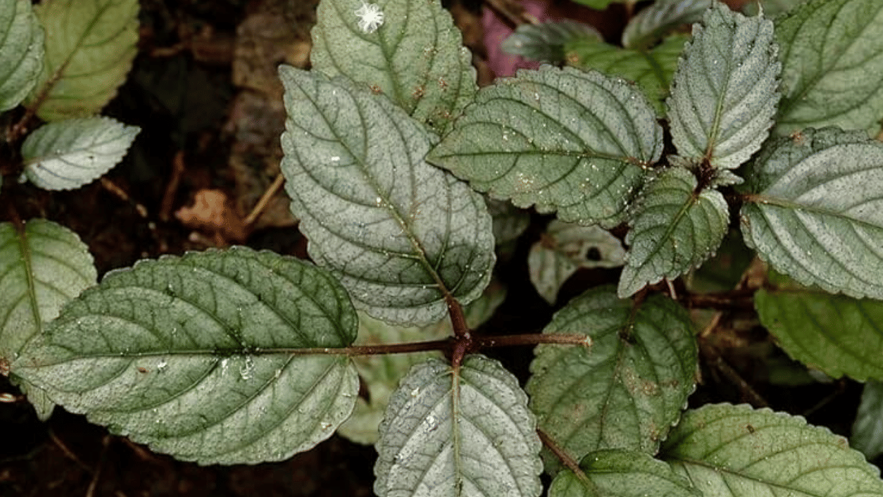 ഹാം​ഗിങ്ങ് പ്ലാന്റായിട്ടും വെറും തറയിലും ഇവ നടാവുന്നതാണ്. ജവാഹർലാൽ നെഹ്റു ട്രോപ്പിക്കൽ ബൊട്ടാണിക് ഗാർഡനിലെ സെന്റർ ഓഫ് എക്സലൻസ് ഫൈറ്റോ കെമിക്കൽ നാനോ ടെക്നോളജിയിലെ ​ഗവേഷകരാണ് ഇവ എങ്ങനെ അതിവേ​ഗം മുറിവ് ഉണക്കുന്നതെന്ന് കണ്ടെത്തിയത്.
