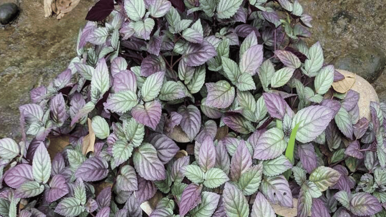 ‘സ്ട്രോ ബലാന്തസ് ആൾട്ടർനേറ്റ’ എന്ന ശാസ്ത്രനാമമുള്ള ‘മുറികൂടിപ്പച്ച’ നാട്ടിൻപുറങ്ങളിൽ മുറിവുണക്കാൻ ഉപയോ​ഗിക്കുന്ന സസ്യമാണ്. ഇല പിഴിഞ്ഞെടുത്ത സത്ത് മുറിവിൽ പുരട്ടി കെട്ടി വച്ചാൽ ആഴത്തിലുള്ള  മുറിവു പോലും വേഗം കരിയുന്നതാണ്. ഇതിലെ ആക്ടിയോസിഡ് എന്ന ഘടകമാണ് ഇതിന് സഹായിക്കുന്നത്.
