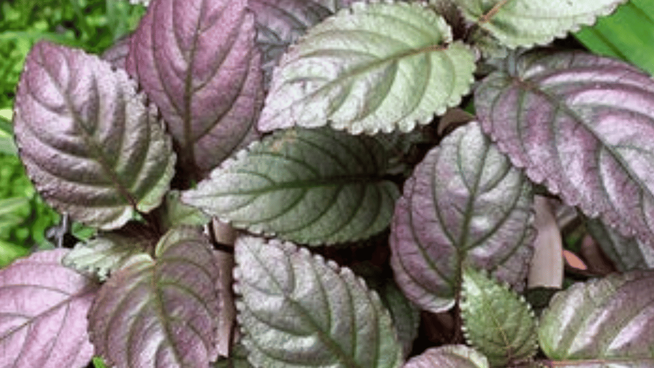 കാട്ടുചെടിയെന്ന് തള്ളിക്കളയുന്നവയ്ക്ക് ചിലപ്പോൾ നമ്മൾ വിചാരിക്കാത്ത നിരവധി ​ഗുണങ്ങൾ ഉണ്ടായിരിക്കും. അത്തരത്തിൽ ഒരു ചെടിയാണ് മുറികൂടിപ്പച്ച. ഈ ചെടി ​ഗുണത്തോടൊപ്പം തന്നെ പണം സമ്പാ​ദിക്കാനുള്ള മികച്ച മാർ​ഗം കൂടിയാണ്. 
