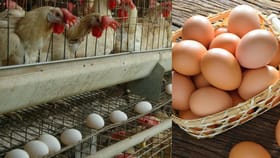 ഇതാണ് മുട്ടന​ഗരം! ദിവസവും ഉൽപ്പാദനം കോടിക്കണക്കിന് മുട്ടകൾ