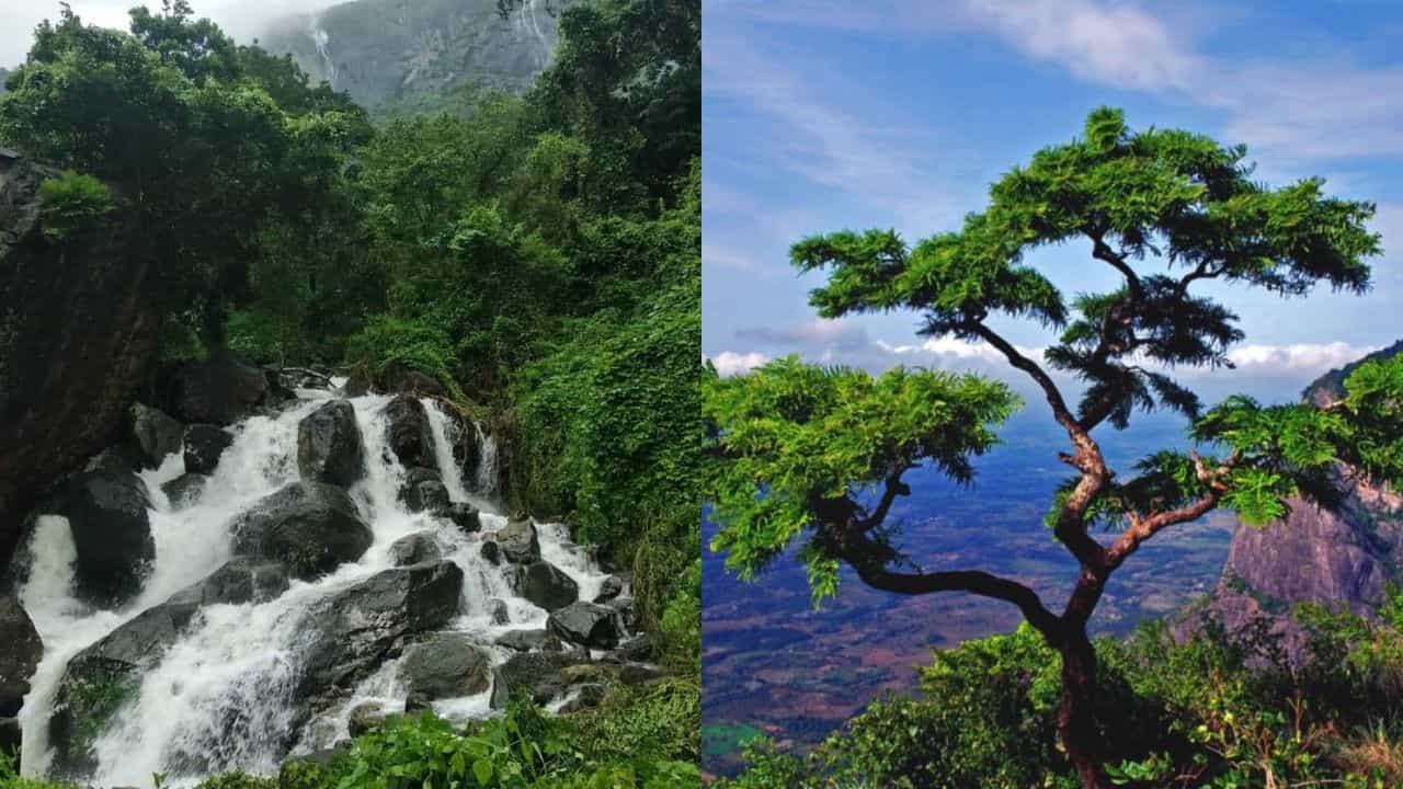 Nelliyampathy: കേരളത്തിലുണ്ട് പാവങ്ങളുടെ ഊട്ടി; ബഡ്ജറ്റിൽ ഒതുങ്ങുന്ന സ്വപ്നയാത്രയ്ക്ക് ഇങ്ങോട്ട് പോന്നോ