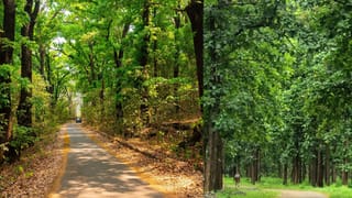 Punch’s Plush Toy: പഞ്ചിന്റെ അമ്മ, ലോകത്തെ കരയിച്ച ഈ കുട്ടിക്കുരങ്ങൻ പാവയുടെ കഥ അറിയാമോ?