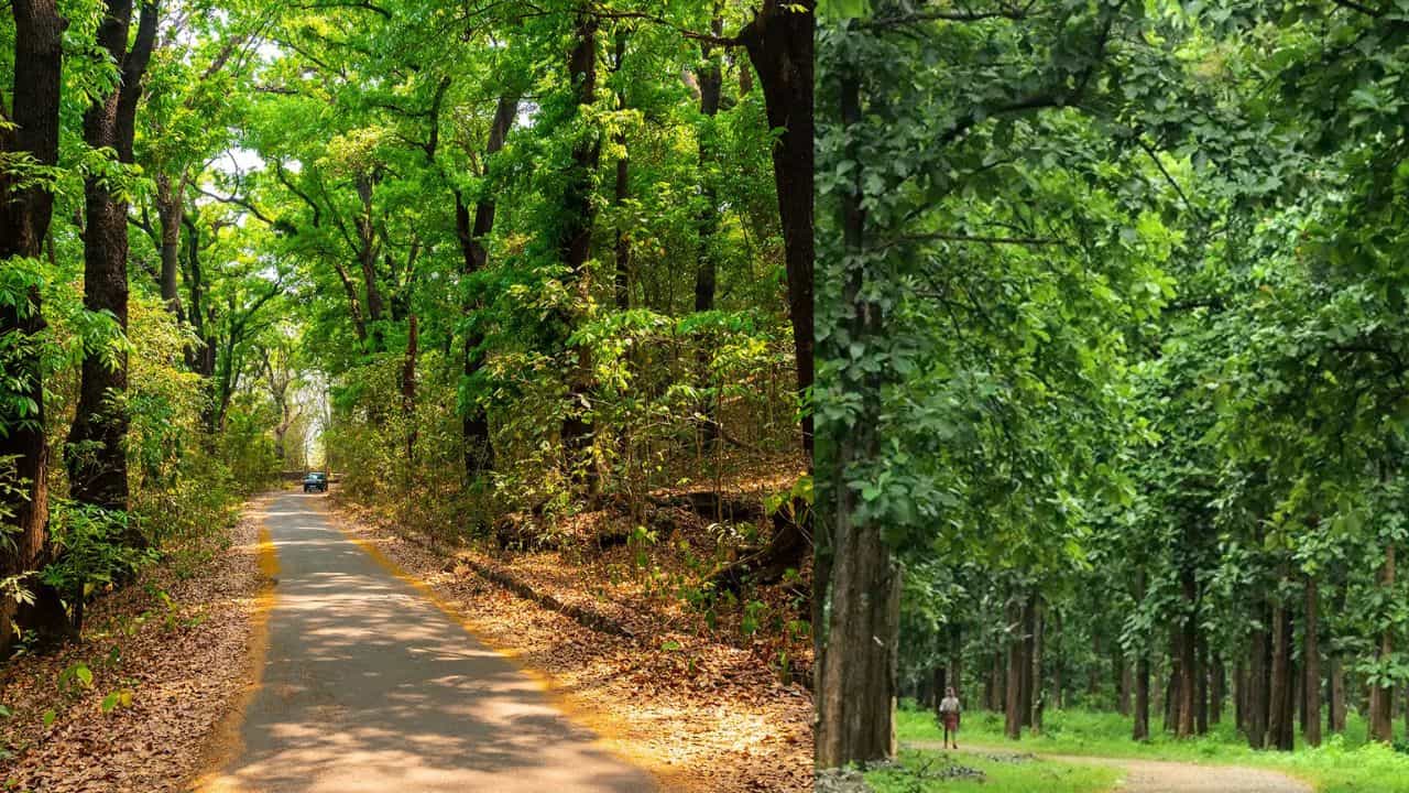Nilambur: തേക്കിൻ്റെ സാമ്രാജ്യം: ബ്രിട്ടീഷുകാരെ മോഹിപ്പിച്ച നിലമ്പൂരിൻ്റെ കാനന ചരിത്രം അറിയാം