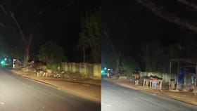 കാടും മലയുമില്ലാത്ത ആലപ്പുഴയിൽ കാട്ടുപോത്ത്! മാവേലിക്കര നൂറനാട്..