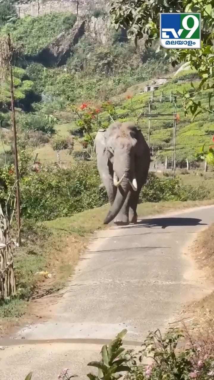 പടയപ്പയ്ക്ക് മദപ്പാട്, മൂന്നാറിൽ ജാഗ്രത നിർദേശം നൽകി