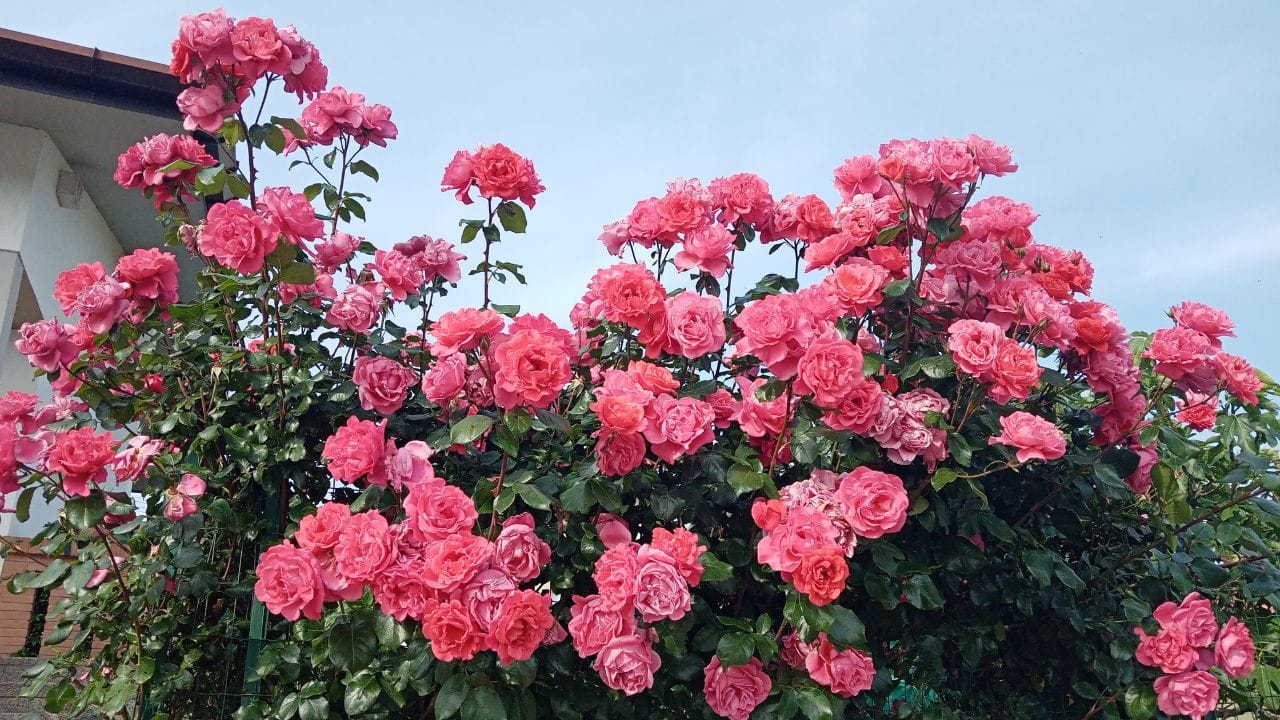 റോസ് ചെടികളിൽ മുള്ളുള്ളതിനാൽ ഇത് വീടിന്റെ മുറ്റത്തായി വളർത്തുമ്പോൾ വീട്ടിലേക്ക് നെഗറ്റീവ് എനർജി ആകർഷിക്കപ്പെടുമെന്നാണ് പറയപ്പെടുന്നത്. ഇത് പല തർക്കങ്ങളും കലഹങ്ങളും ഉണ്ടാകും.അതിനാൽ, വാസ്തു പ്രകാരം, വീടിന് മുന്നിൽ ഒരു റോസ് ചെടി നടുന്നത് അശുഭകരമാണെന്ന് പറയപ്പെടുന്നു. (PHOTO: GETTY IMAGE)