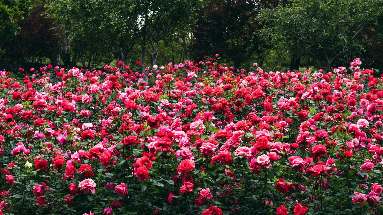 മറ്റൊരു വിശ്വാസത്തിൽ ചുവന്ന റോസാച്ചെടികൾ ശുഭകരമായ ആണ് കണക്കാക്കുന്നത്. ചുവന്ന റോസാപ്പൂക്കൾ ശക്തിയുടെയും സ്നേഹത്തിന്റെയും അഭിനിവേശത്തിന്റെയും പ്രതീകമായി കണക്കാക്കപ്പെടുന്നു. വെളുത്ത റോസാപ്പൂക്കൾ സമാധാനത്തെയും ഐക്യത്തെയും ആണ് പ്രതീകപ്പെടുത്തുന്നത്. മാത്രമല്ല ശരിയായ സ്ഥാനത്ത് റോസാച്ചെടി നടുന്നത് കൂടുതൽ ശുഭകരമാണെന്നും പറയപ്പെടുന്നു. (PHOTO: GETTY IMAGE)