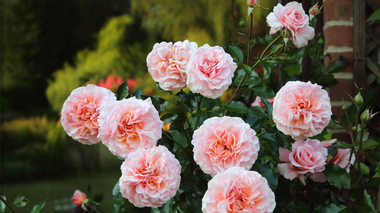 വീടിന്റെ മുൻവശത്തുള്ള ബാൽക്കണിയിൽ റോസാച്ചെടികൾ നടുന്നതിനുപകരം, തെക്ക് പടിഞ്ഞാറ് ദിശയിൽ റോസാച്ചെടികൾ നടുന്നതാണ് നല്ലതെന്ന് പറയപ്പെടുന്നു. മാത്രമല്ല, ചുവന്ന പൂക്കളുള്ള ചെടികൾ തെക്ക് ദിശയിൽ വയ്ക്കുന്നത് ശുഭകരമാണെന്ന് വിശ്വസിക്കപ്പെടുന്നു. ഇത് വീടിന്റെ സാമൂഹിക പദവി വർദ്ധിപ്പിക്കുകയും കുടുംബബന്ധങ്ങൾ ശക്തിപ്പെടുത്തുകയും ചെയ്യുമെന്ന് പറയപ്പെടുന്നു. (PHOTO: GETTY IMAGE)