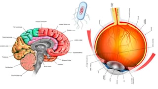 Bank Of Baroda Job: ബാങ്ക് ജോലി നോക്കുന്നവരാണോ? ബാങ്ക് ഓഫ് ബറോഡയിൽ ഇതാ അവസരം; രജിസ്ട്രേഷൻ ആരംഭിച്ചു