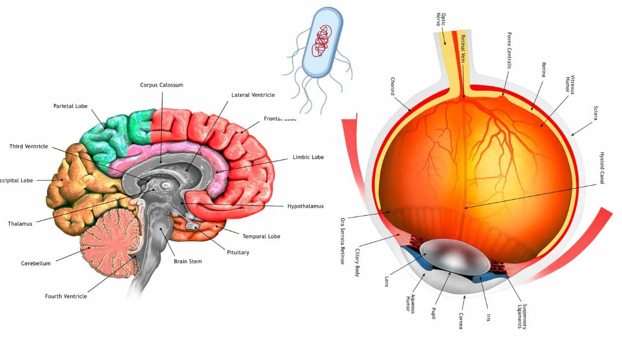 SSLC Exam 2026: പഠിച്ചു തുടങ്ങാൻ വൈകിയോ? എസ്എസ്എൽസി ബയോളജി ധൈര്യമായി നേരിടാം; ഇതാ ടിപ്സ്