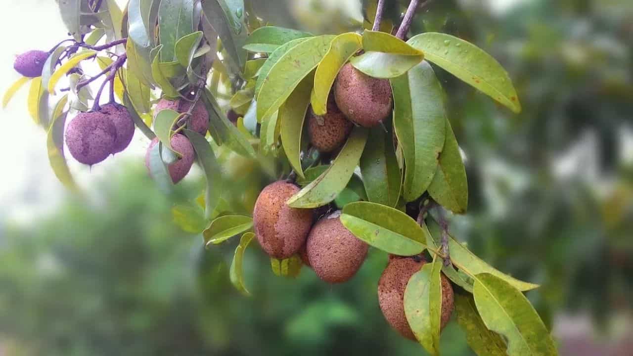 Sapota Benefits: അമൃതിന് തുല്യമാണീ പഴം, എത്രയെണ്ണം കഴിക്കാം? എന്തൊക്കെയാണ് ഗുണം?