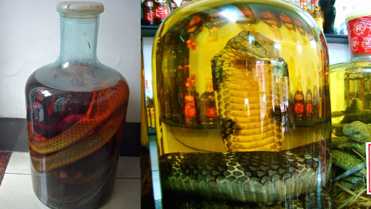 Snake wine: അമ്പോ പാമ്പുകൊണ്ടു വൈനോ? ​അതും കൊടിയ വിഷമുള്ള പാമ്പുകളെ ജീവനോടെ മുക്കിവെച്ചിരുന്നത്