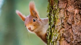 അണ്ണാൻ വീട്ടിൽ വരുന്നത് ദുശ്ശകുനമാണോ? ഇതിനൊരു അർത്ഥമുണ്ട്