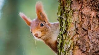Sweet Potatoes: മധുരക്കിഴങ്ങ് കഴിച്ചാൽ വണ്ണം കുറയുമോ?