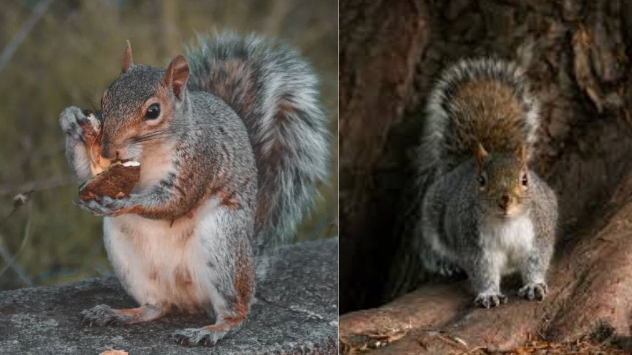 ഭഗവാൻ ശ്രീരാമനെ സേവിച്ച ഒരു പുണ്യ മൃഗമായാണ് അണ്ണാനെ കണക്കാക്കുന്നത്. കൂടാതെ അണ്ണാൻ ലക്ഷ്മി ദേവിയുടെ പ്രതീകമാണെന്ന് വിശ്വസിക്കപ്പെടുന്നു. അണ്ണാനെ ദർശിക്കുന്നത് തന്നെ ശുഭകരമായയാണ് കണക്കാക്കുന്നത്. അതിനാൽ തന്നെ സൗമ്യനായ ഈ മൃഗത്തെ ഉപദ്രവിക്കുകയോ ശല്യപ്പെടുത്തുകയോ. മാത്രമല്ല അവൻ നിങ്ങളുടെ സമീപത്തേക്ക് വരുകയാണെങ്കിൽ അത് ശുഭകരമായ ഒരു സൂചനയാണ്. (PHOTO: TV9 NETWORK)