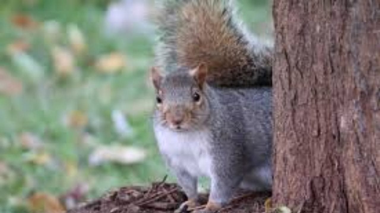 ഹിന്ദു പുരാണങ്ങൾ പ്രകാരം ഭഗവാൻ ശ്രീരാമന്റെ മിത്രവും കൂട്ടുകാരനാണ് അണ്ണാൻ. അതിനാൽ തന്നെ നമ്മുടെ വീട്ടിലോ ഓഫീസിലോ ഏതെങ്കിലും ക്ഷേത്രത്തിലോ അണ്ണാൻ വരുകയാണെങ്കിൽ അത് ഒരു സൂചനയാണ്. അത്തരത്തിൽ അണ്ണാന്റെ സന്ദർശനം ശുഭകരമാണോ  അശുഭകരമാണോ എന്നാണ് ഈ ലേഖനത്തിൽ പറയുന്നത്. (PHOTO: TV9 NETWORK)