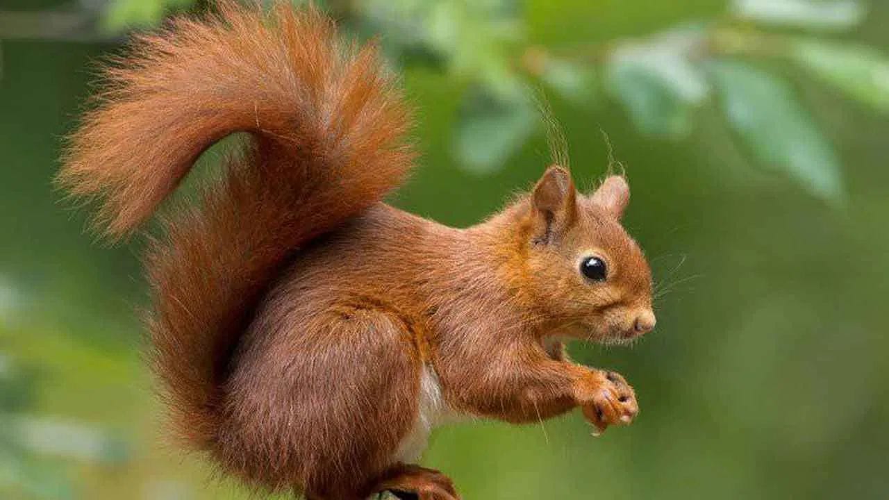 പ്രത്യേകിച്ച് രാവിലെ ഒരു അണ്ണാനെ കണ്ടാൽ, വൈകുന്നേരം വരെയുള്ള നിങ്ങളുടെ എല്ലാ ജോലികളും വിജയകരമായി പൂർത്തീകരിക്കും. ഒരു അണ്ണാൻ നിങ്ങളുടെ ശരീരത്തിൽ വീണാലും അത് നല്ലതായി കണക്കാക്കപ്പെടുന്നു. നിങ്ങൾ ഒരു സ്വപ്നത്തിൽ ഒരു അണ്ണാനെ കണ്ടാൽ, അത് അതിലും മികച്ചതാണ്.(PHOTO: TV9 NETWORK)