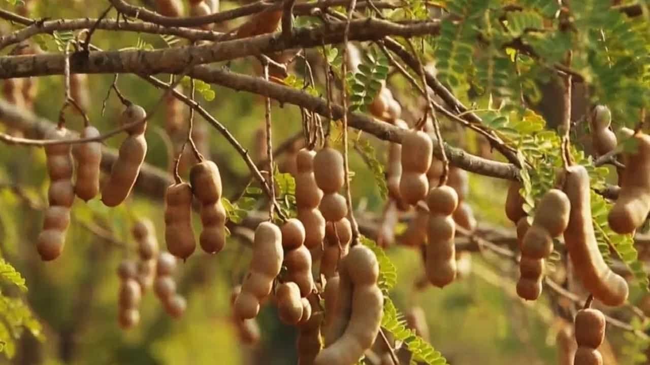 വീട്ടിൽ പുളി വളർത്തുന്നത് നല്ലതോ? ഇക്കാരണങ്ങൾ അറിയണം