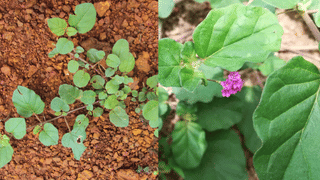 Gold Rate: വില കുറഞ്ഞത് കണ്ട് ആശ്വസിക്കേണ്ട, സ്വര്‍ണം തിരിച്ചുകയറും