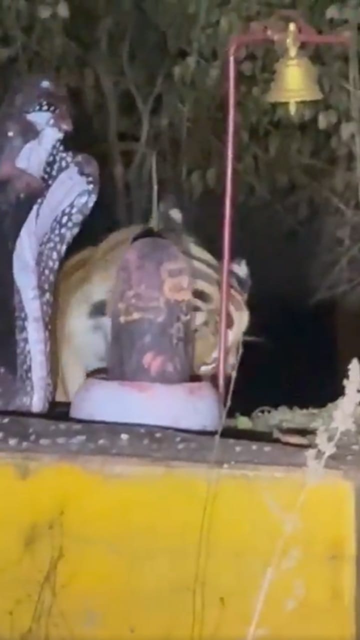 ശിവലിംഗത്തിന് അരികില്‍ കടുവ; നാട്ടുകാര്‍ക്ക് കൗതുകവും ഭീതിയും