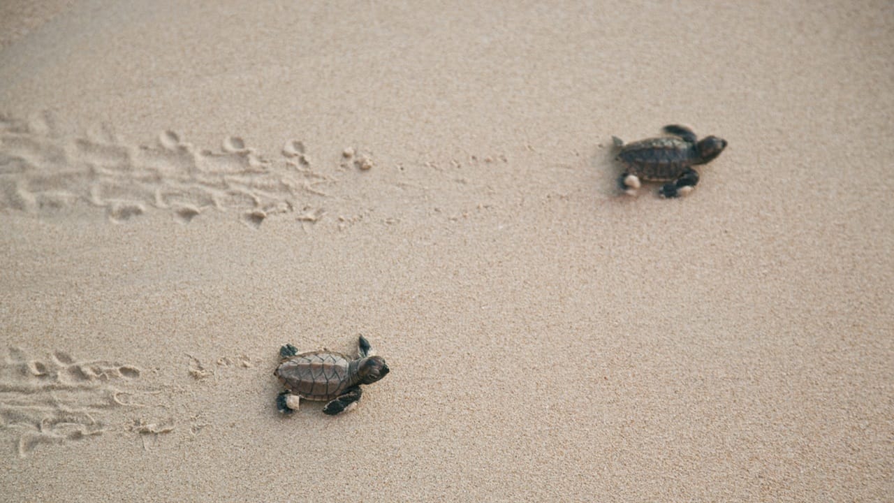 ഉത്തരവാദിത്തം ടൂറിസം പ്രോത്സാഹിപ്പിക്കുകയാണ് മറ്റൊരു ലക്ഷ്യം. കോഴിക്കോടുള്ള കൊളാവിപാലം പോലുള്ള സ്ഥലങ്ങള് ഒലീവ് റിഡ്ലി ആമകളുടെ പ്രധാന പ്രജനന കേന്ദ്രമാണ്. വംശനാശഭീഷണി നേരിടുന്ന ഇത്തരം ആമകളുടെ എണ്ണം ഇവിടെ കുറയുന്നുണ്ട് (Image Credits: Getty Images).