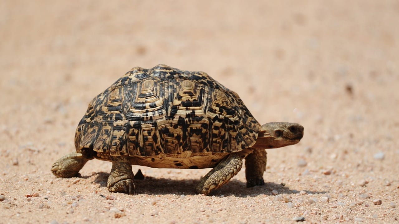 കേന്ദ്ര ബജറ്റില്‍ കേരളത്തിനായി അധികം പ്രഖ്യാപനങ്ങളില്ലെങ്കിലും, കടലാമ സംരക്ഷണ കേന്ദ്രം അപ്രതീക്ഷിതമായിരുന്നു. സംസ്ഥാനത്തിന്റെ തീരദേശ സംരക്ഷണത്തിനും, ടൂറിസം മേഖലയ്ക്കും പുതിയ ദിശാബോധം നല്‍കുന്നതാണ് 'ടര്‍ട്ടില്‍ ട്രെയില്‍സ്' പദ്ധതി. കടലാമകളുടെ പ്രജനന കേന്ദ്രങ്ങള്‍ സംരക്ഷിക്കുകയാണ് പ്രധാന ലക്ഷ്യം (Image Credits: Getty Images).