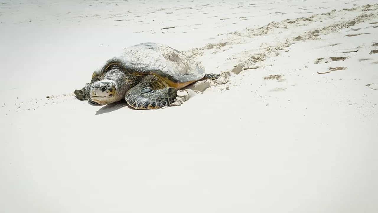 Turtle Trails: കളിയാക്കേണ്ട! കടലാമയ്ക്ക് അങ്ങ് യുഎസില്‍ വരെയുണ്ട് പിടി; കേരളത്തിന്റെ തലവര മാറും?